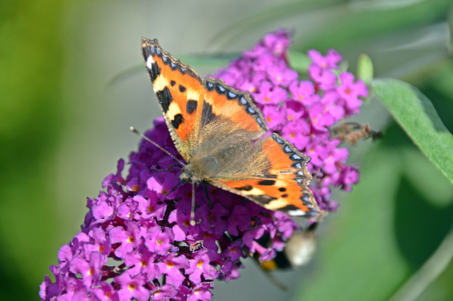 Schmetterling an der Tankstelle