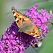 Schmetterling an der Tankstelle