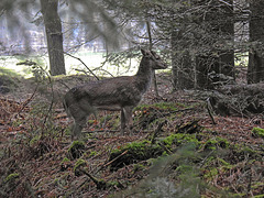 20180405 3563CPw [D~AUR] Rehwild, Schlosswald Lütetsburg, Lütetsburg