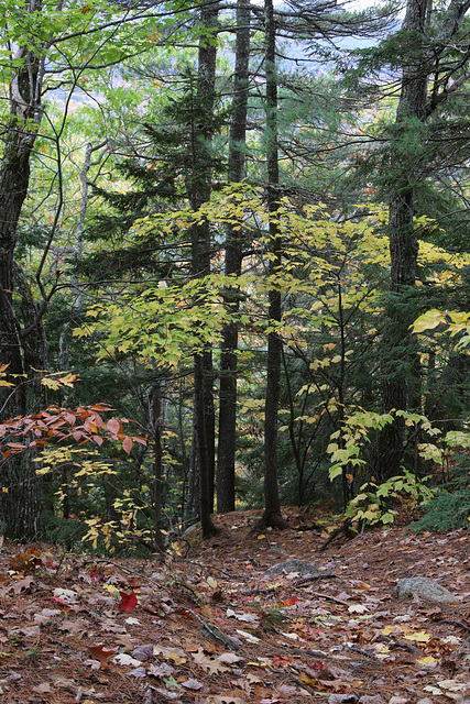 Autumnal forest