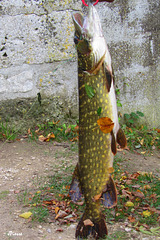 Brochet
