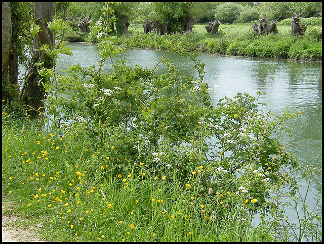 riverside buttercups