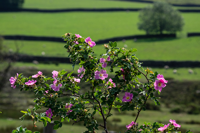 Dog Rose