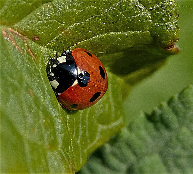 Ladybird