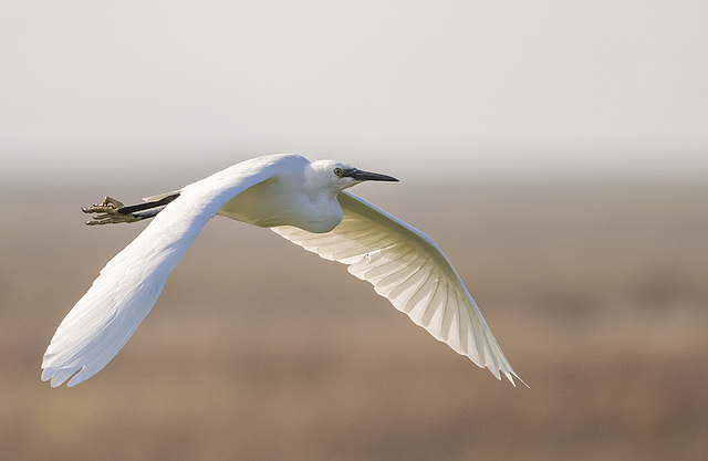 Little egret