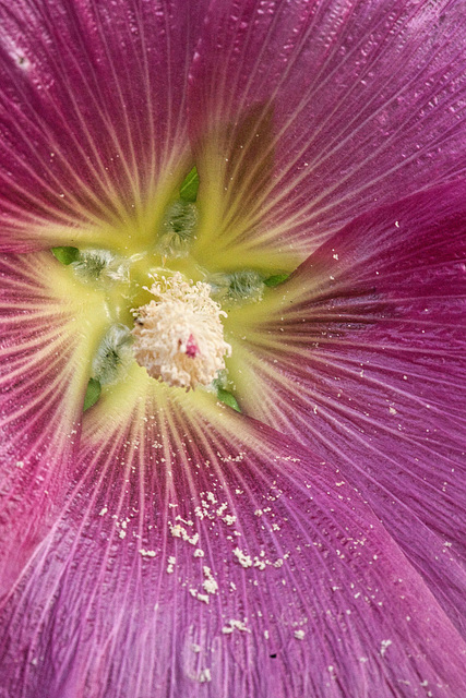 pollen and purple