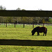 Little horse, and lots of fences.