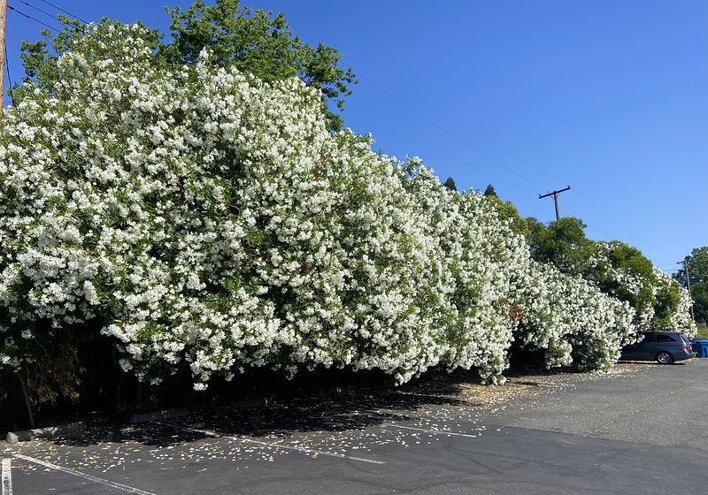 Flower Season