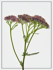 Yarrow