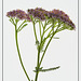 Yarrow