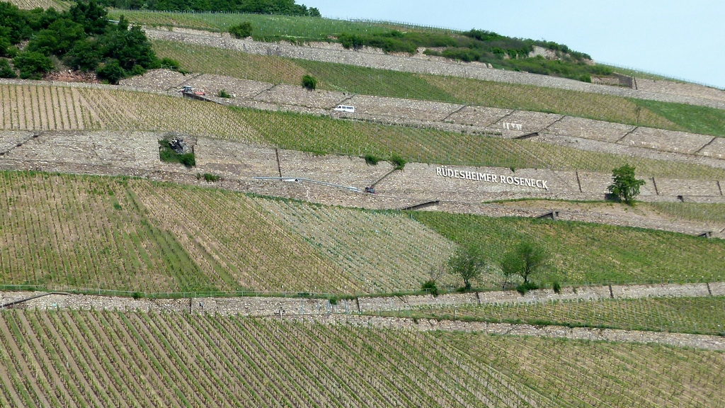 Rüdesheimer Rheinweinberg