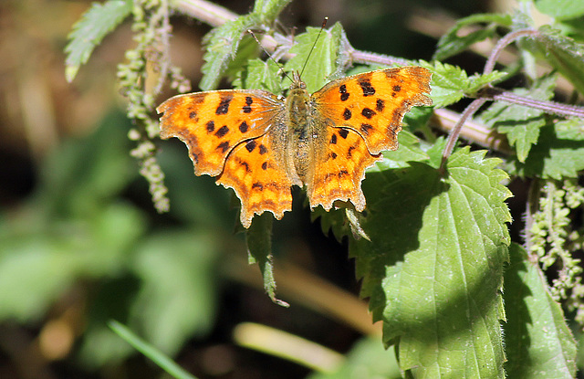 Comma