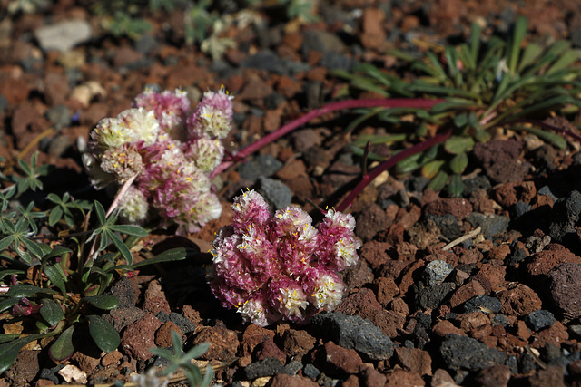 Thyme Buckwheat