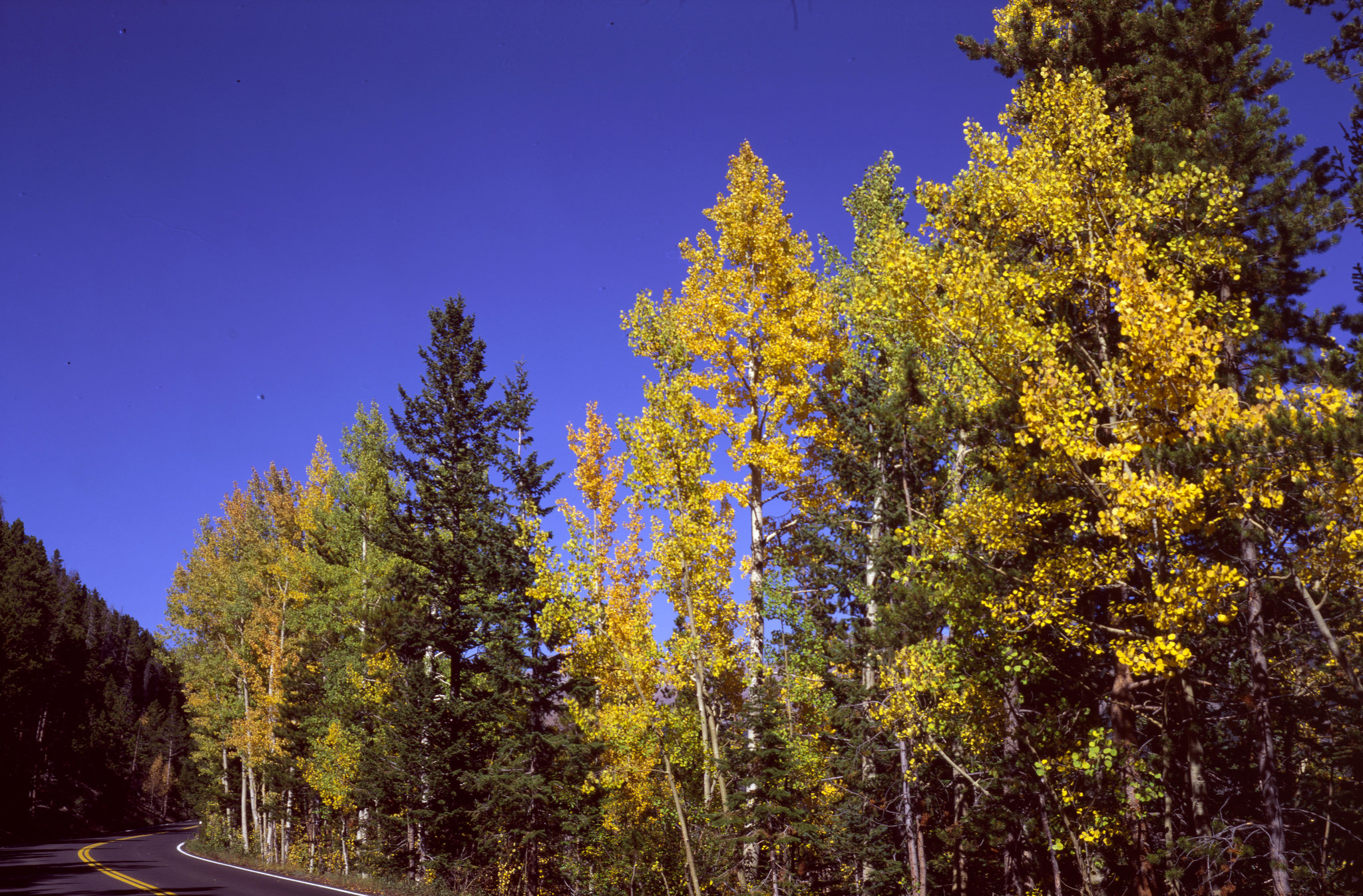 Fall color - Rocky Mountain National Park