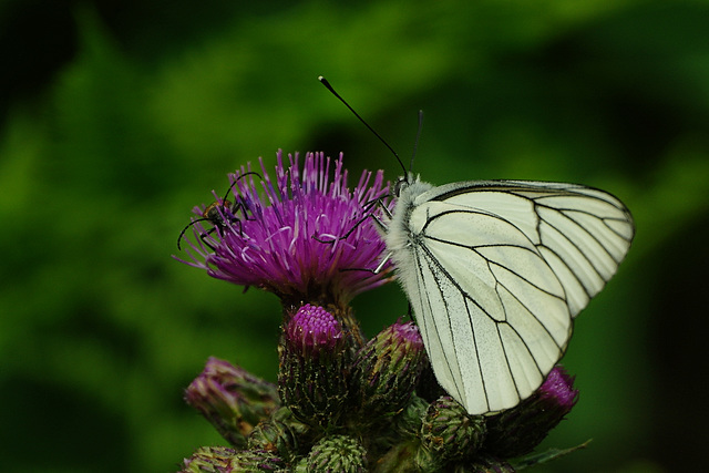 Cirsium vulgare & Aporia crataegi & irgendein Cerambycide ;-)))