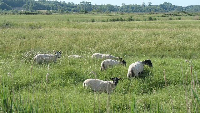 Marais charentais...