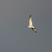 Curlew