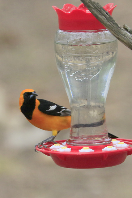 Hooded Oriole