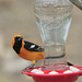 Hooded Oriole