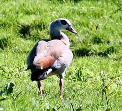 Nilgans