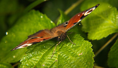 Das Tagpfauenauge (Inachis io) hat mir trotzdem meinen Moment geschenkt :))  The Peacock butterfly (Inachis io) still gave me my moment :))  Le papillon paon (Inachis io) m'a encore donné mon moment :))