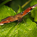 Das Tagpfauenauge (Inachis io) hat mir trotzdem meinen Moment geschenkt :))  The Peacock butterfly (Inachis io) still gave me my moment :))  Le papillon paon (Inachis io) m'a encore donné mon moment :))