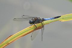 Eleganter Flugjäger - Swift and Elegant in Flight