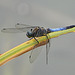 Eleganter Flugjäger - Swift and Elegant in Flight