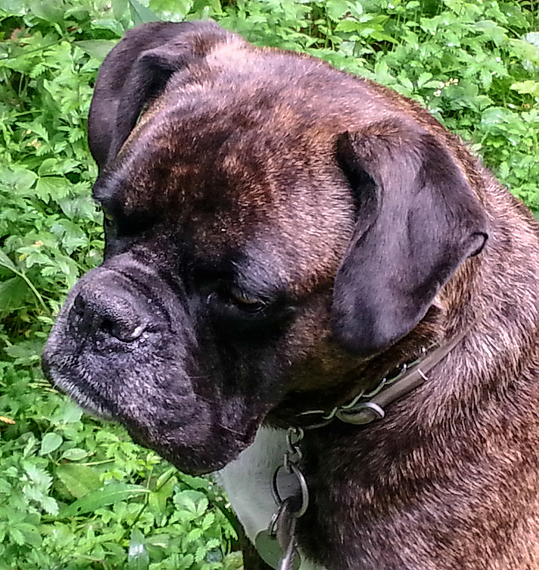 20140903 049Hw [D~SHG] Thora, Wesergebirge, Rinteln
