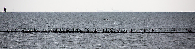 20140914 5293VRAw [NL] Kormorane, Möwen, Terschelling