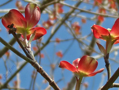 dose of Dogwoods ...