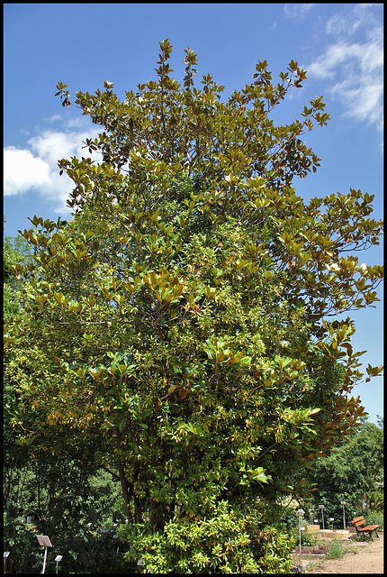 Magnolia ( laurus nobilis) (6)
