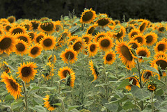 Champ de tournesols en Berry