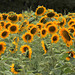 Champ de tournesols en Berry