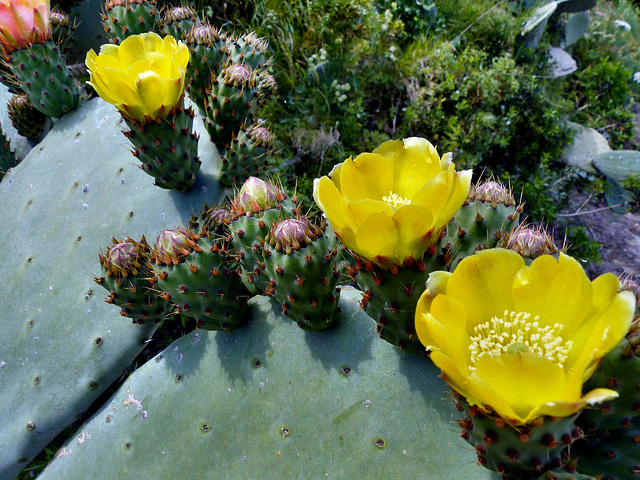 Sardinia - Cactus