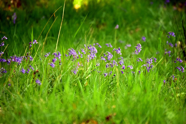 The last of the bluebells.