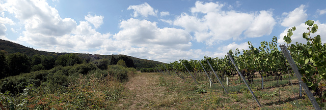 Wanderung entlang der süßen Weintrauben