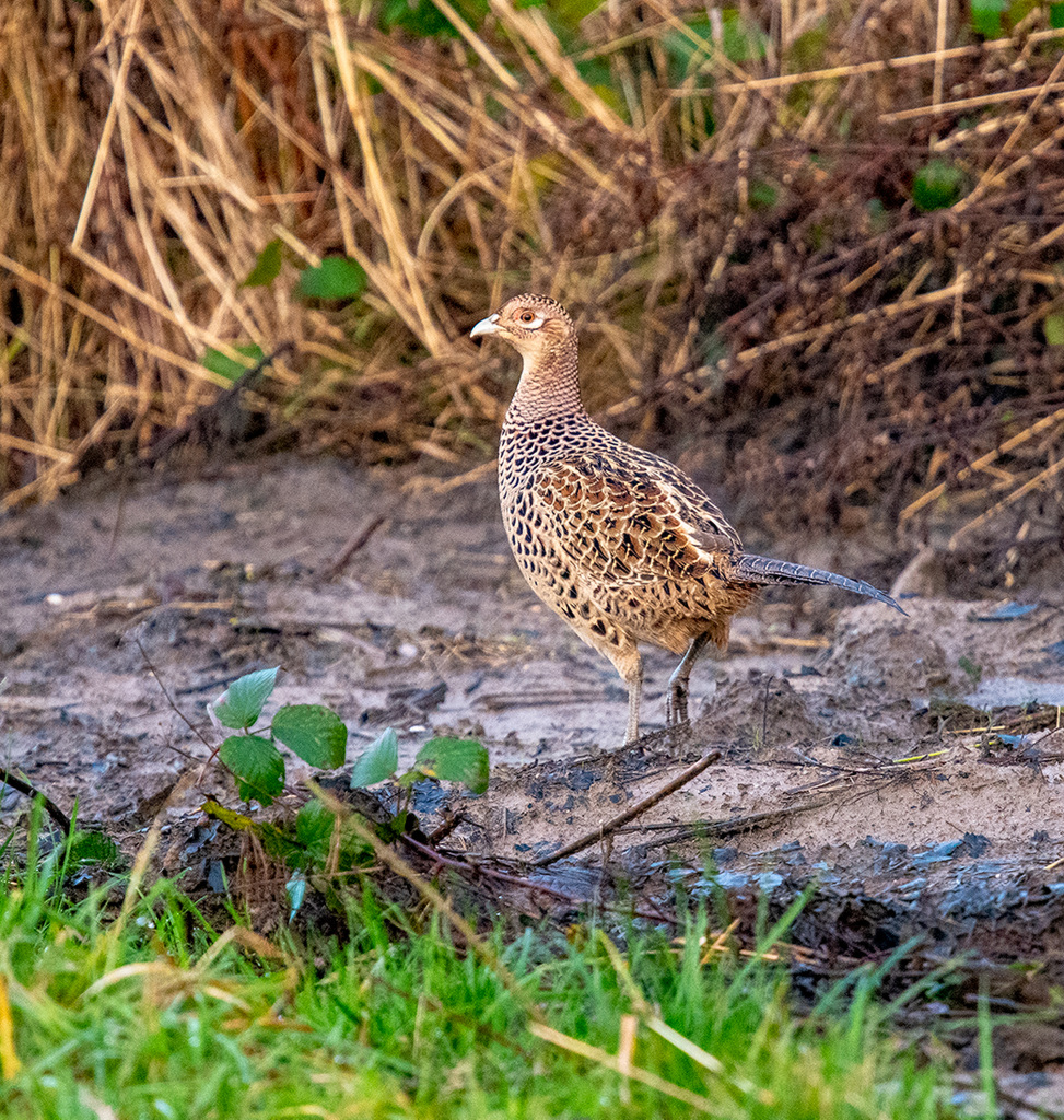 This pheasant walked the path with me today
