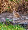 This pheasant walked the path with me today