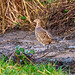 This pheasant walked the path with me today