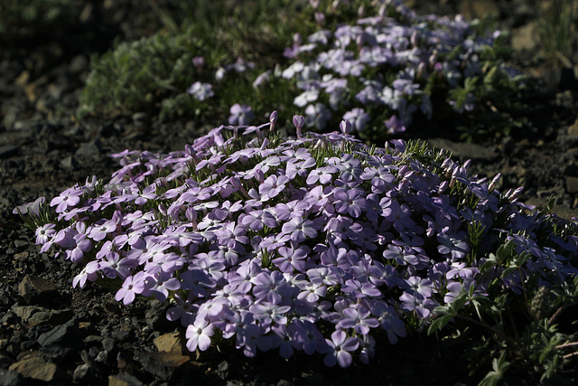 Spreading Phlox