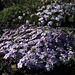 Spreading Phlox