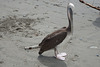 Pelican On Huanchaco Beach