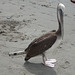 Pelican On Huanchaco Beach