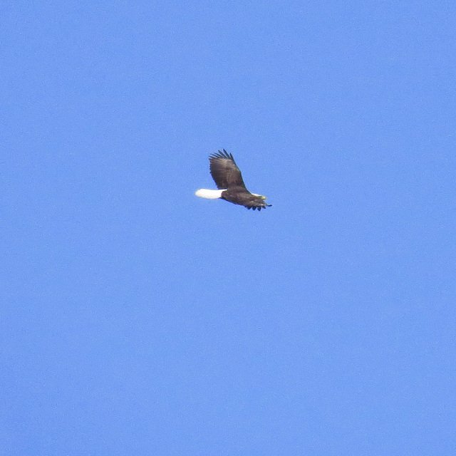 Bald eagle in flight