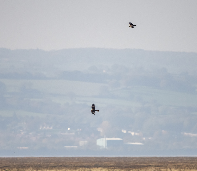 Marsh harriers