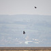 Marsh harriers