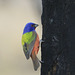 Painted Bunting