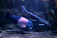 Zahnlippfisch und Stierkopfhai (Wilhelma)