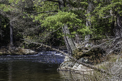 am Oxtongue River - unterhalb vom Tea Lake Dam ... P.i.P.  (© Buelipix)